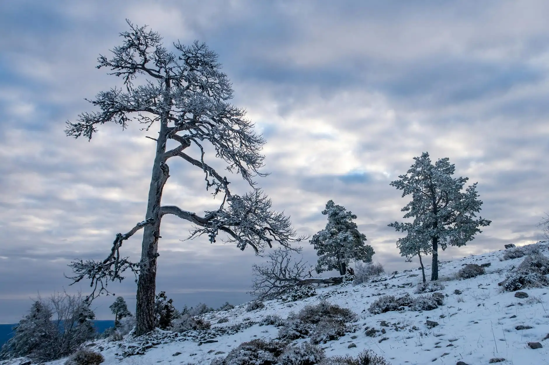 A tranquil snowy landscape with frosted pine trees under a cloudy winter sky in Aragón, Spain.